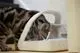 SureFlap Microchip Pet Feeder - Standard Version - Image 3
